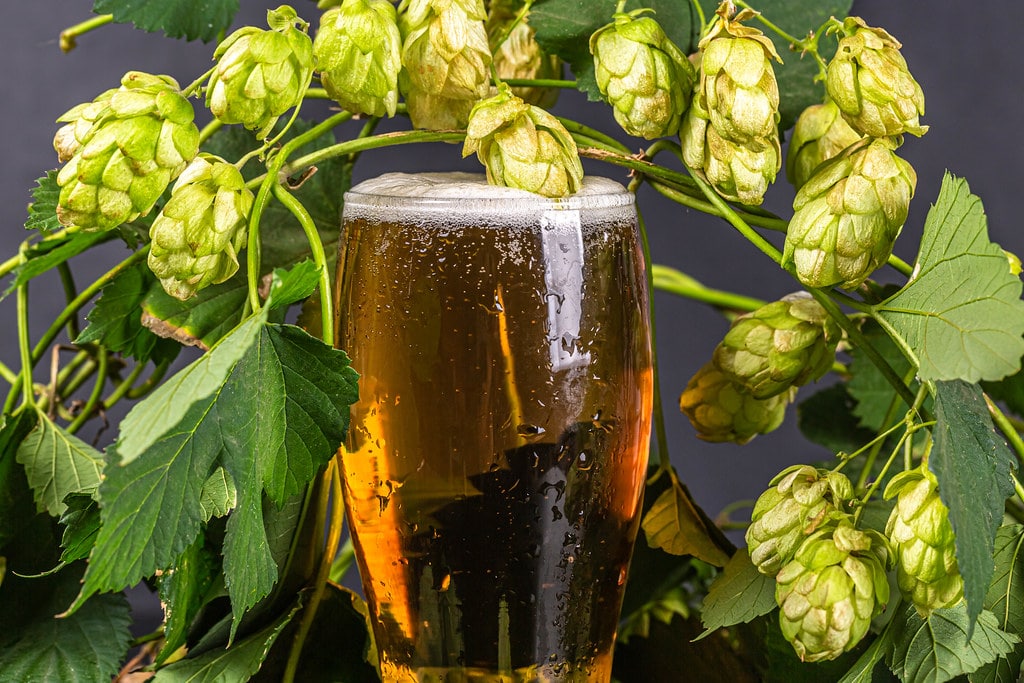 hops for beer