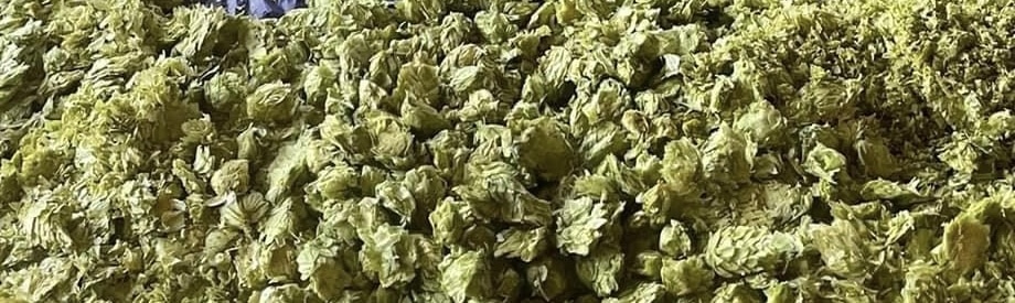 whole flower hops