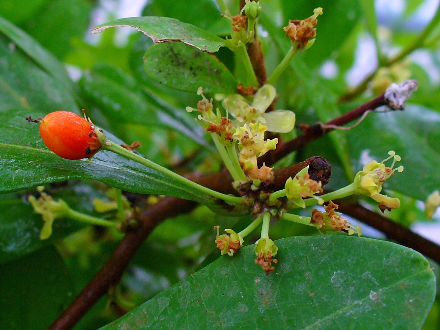 Coca plant